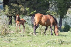 Foto del Comune della Sicilia - Maniace - cavalli allo stato brado